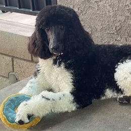 Storm - Poodle puppy from Carla Baroni