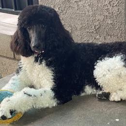 Storm - Poodle puppy from Carla Baroni
