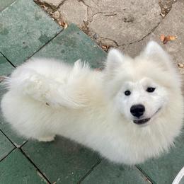 Samoyed Puppies from Larajus Samoyeds