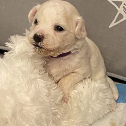 Bichon Frise Puppies from Southern Sands Bichons