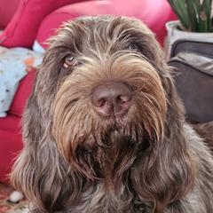 Luna - Spinone Italiano
