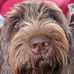 Luna - Spinone Italiano
