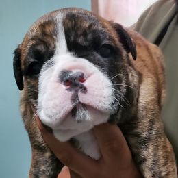 English Bulldog Puppies from Mudlick Bulldogs