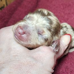 Chocolate Dapple Male - Dapple male Dachshund puppy in Macon, Missouri from Angelic Doxies