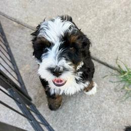 Piper - Tri-color female Bernedoodle puppy in Wamego, Kansas from Doodles of Oz
