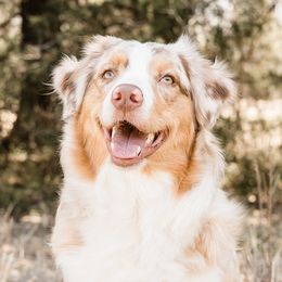 Kova - Australian Shepherd