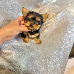 Blossom - Black and tan female Yorkshire Terrier puppy in Burleson, Texas from BabydollYorkiesofTexas