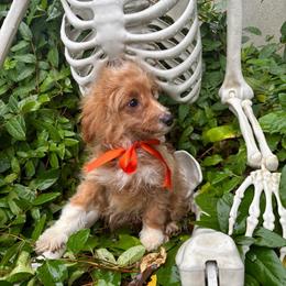 Firecracker - Red  male Goldendoodle puppy in Herriman, Utah from Gypsi Doodles & Poodles LLC.