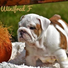 Bulldog Puppies from Dampier Bulldogs Mo