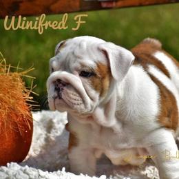 Bulldog Puppies from Dampier Bulldogs Mo