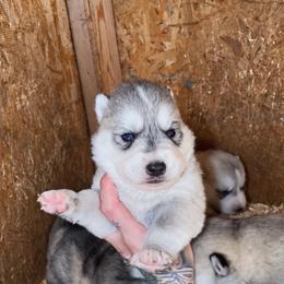 Boy 1 - Gray and white male Siberian Husky puppy in Iron River, Wisconsin from Wiemeri Siberians