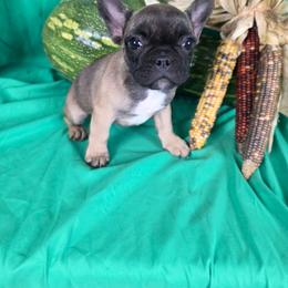 Lilo - French Bulldog
