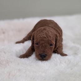 Frisco (AKC) - Red  male Poodle puppy in Rainbow City, Alabama from Spinks Poodles