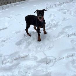 Red - Black and rust male Doberman Pinscher puppy in Louisville, Kentucky from Ruiz Dobermans