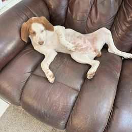 Girl 1 - female Brittany puppy in Carson, Washington from Wind Mountain Kennels