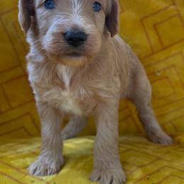 Kai Jr. - Apricot male Aussiedoodle puppy in Shelby, North Carolina from Gracie's Puppies