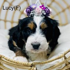 Assorted Doodle Crosses, Aussiedoodle, Australian Mountain Doodle, and Bernedoodle Puppies from North 40 Doodles