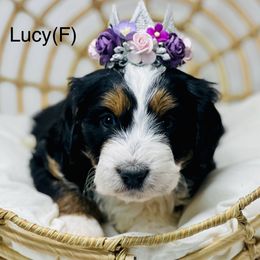 Assorted Doodle Crosses, Aussiedoodle, Australian Mountain Doodle, and Bernedoodle Puppies from North 40 Doodles