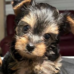Gracie(click pic) - Black and tan female Yorkshire Terrier puppy in Kingston, Oklahoma from Lake Life