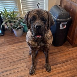 Sunny - Mastiff