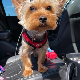 Kiki - Yorkshire Terrier