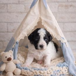 Pumpkin - Parti male Goldendoodle puppy in Woodruff, South Carolina from Crooked Creek Doodles and Poodles