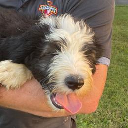 Bernedoodles, Goldendoodles, Old English Sheepdogs, Poodles, and Sheepadoodles from Funky Feather Farms
