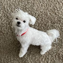 Dali - Maltese