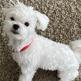 Dali - Maltese