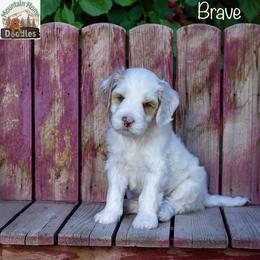Brave - Apricot male Australian Labradoodle puppy in Cashmere, Washington from Mountain Home Doodles