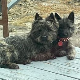 Cairn Terriers from Flyin G Cairns