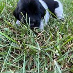 Deutsch-Drahthaar Puppies from Vom Flatwater Drahthaars