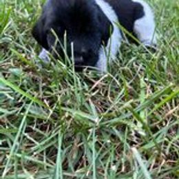 Deutsch-Drahthaar Puppies from Vom Flatwater Drahthaars