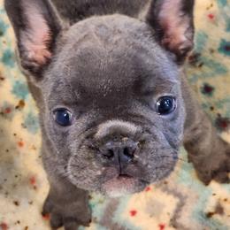 Coffee cup - Blue fawn male French Bulldog puppy in Goshen, Ohio from Washburns bostons