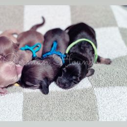 Basset Hound and Dachshund Puppies from The Gorman Hounds