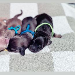 Basset Hound and Dachshund Puppies from The Gorman Hounds