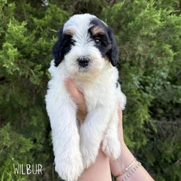 Wlibur - Tri-color male Bernedoodle puppy in Greenbrier, Arkansas from Tilley's Southern Doodles