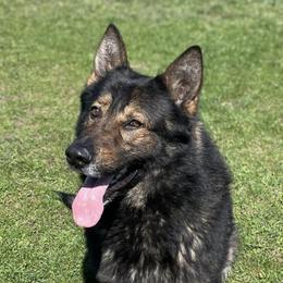 German Shepherds and Labrador Retrievers from Copper View Farm German Shepherds and Labrador Retreivers