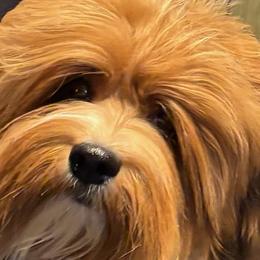 Havanese from Dunhill Havanese