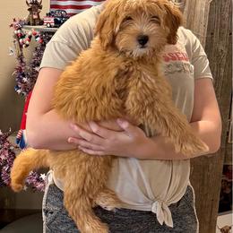 Sebastian - Apricot male Goldendoodle puppy in Bells, Texas from Partridge Doodles and Poodles
