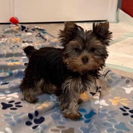 Avanna (Maggie) - Black and gold female Yorkshire Terrier puppy in Forest Hill, Maryland from Chikito's Yorkies