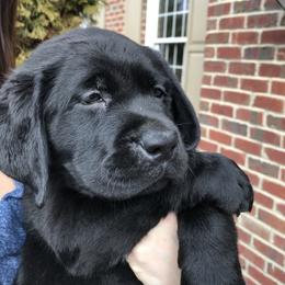Labrador Retriever Puppies from Kingridge Kennels