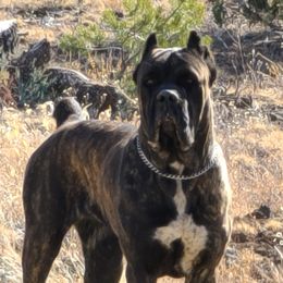 Cane Corso Puppies from Vernon Hills Cane Corso