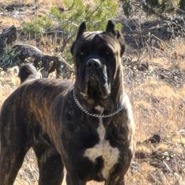 Cane Corso Puppies from Vernon Hills Cane Corso