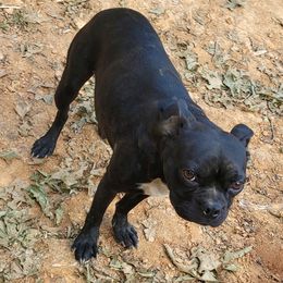 Lola - Boston Terrier