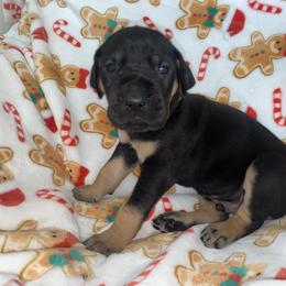 Rudolph - Black male Great Dane puppy in Spartanburg, South Carolina from Pawlmetto Danes