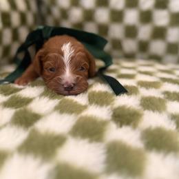 Ace - Red male Cavapoo puppy in Queen Creek, Arizona from Sunny Doodles