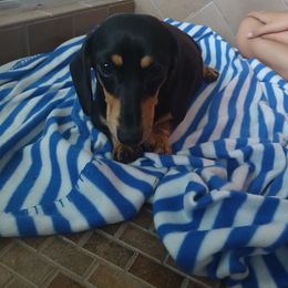 Peanut - Dachshund