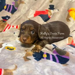 Chocolate and Tan Male Longhair - Chocolate and tan male Dachshund puppy in Cleveland, Tennessee from Kelly's Doxie Farm