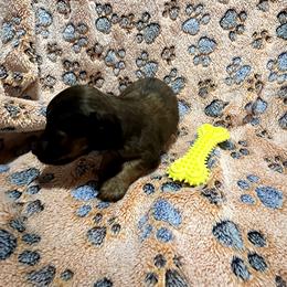 Orange boy - Brindle male Dachshund puppy in Georgia from Wolf Rivers Kennels
